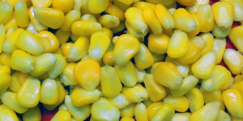 corn for carp fishing