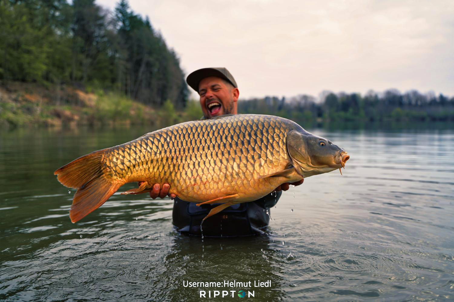 Do Carp Have Teeth? (Interesting Fish Facts)